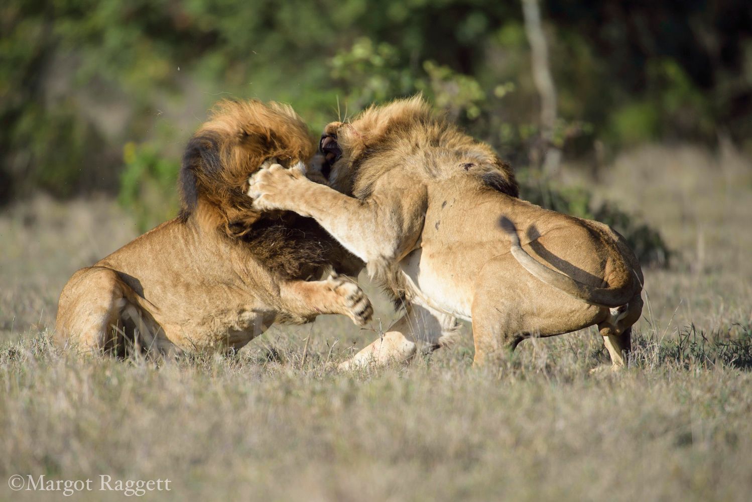 Lion fight - sighting of a lifetime - Margot Raggett Wildife and Travel ...