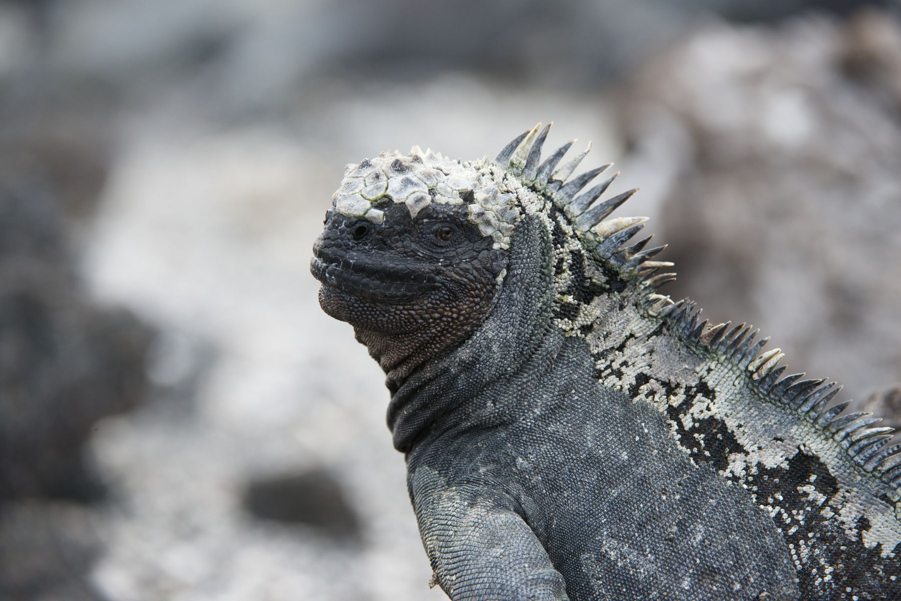 1dsc_1340___2013_04_14_at_01_42_18