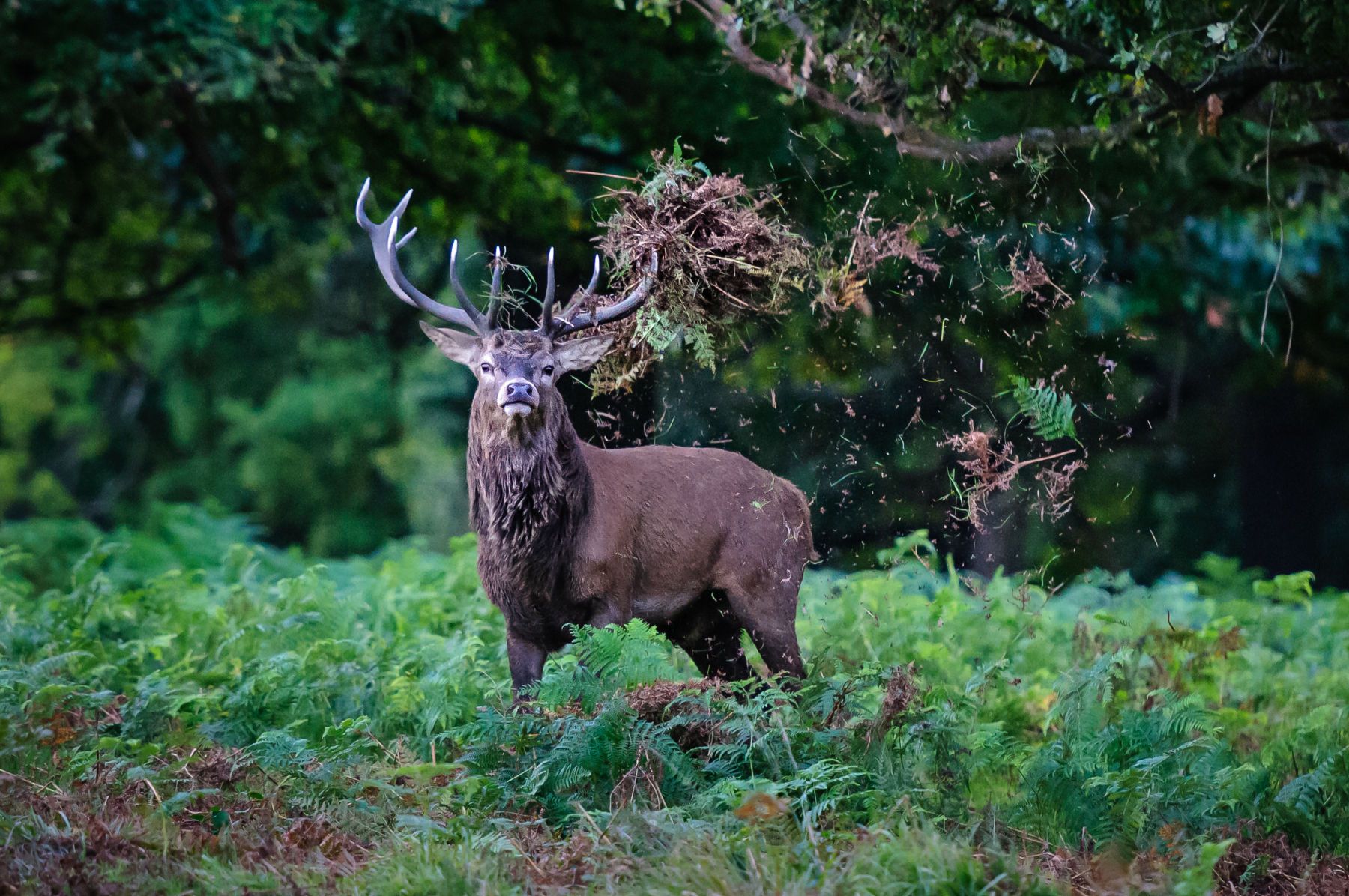 1tossoftheheaddavideditfinal