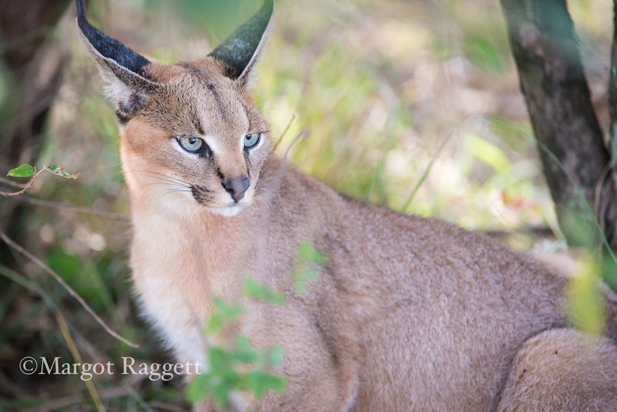 caracal.jpg