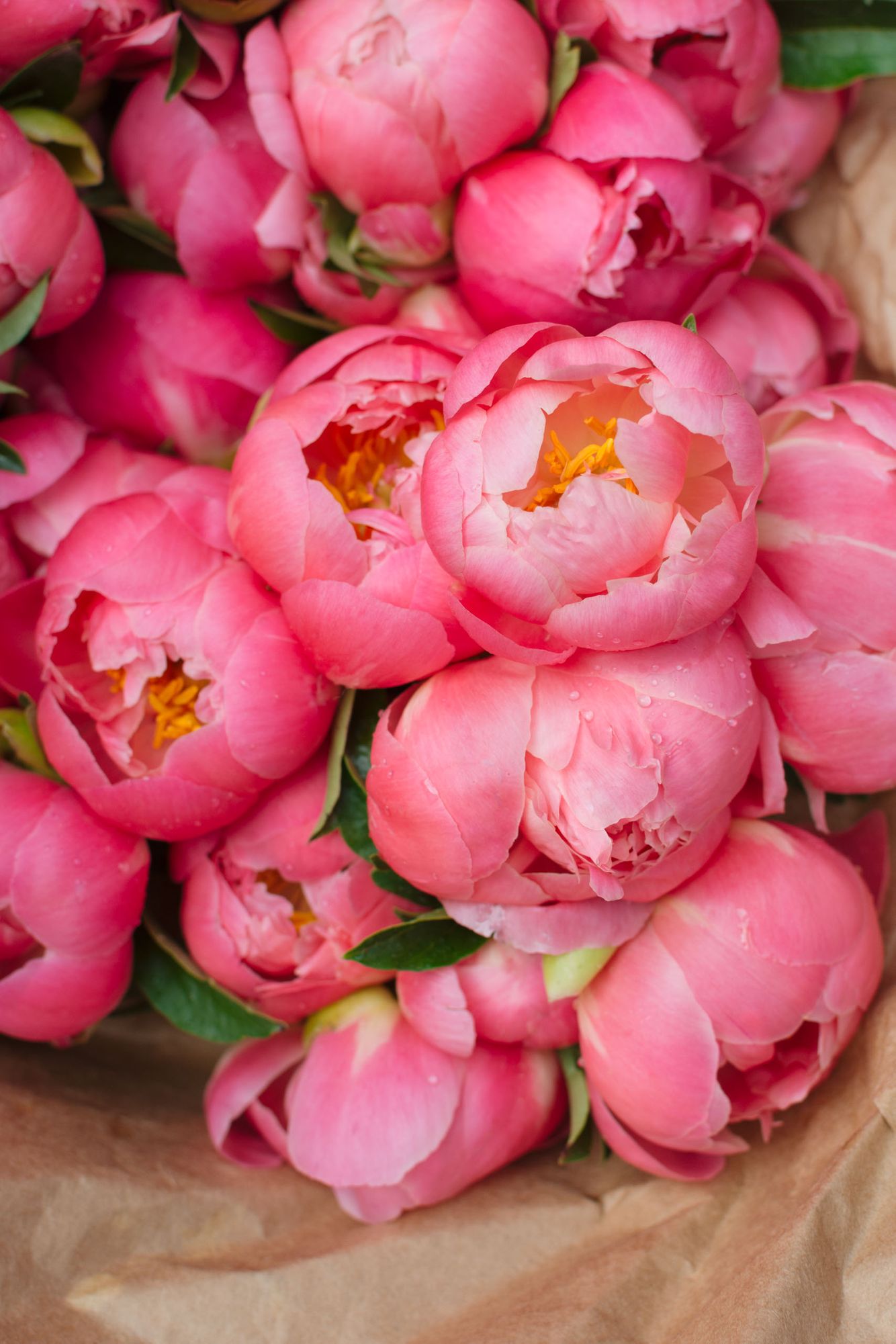 Bunch of fresh coral pink peony flowers