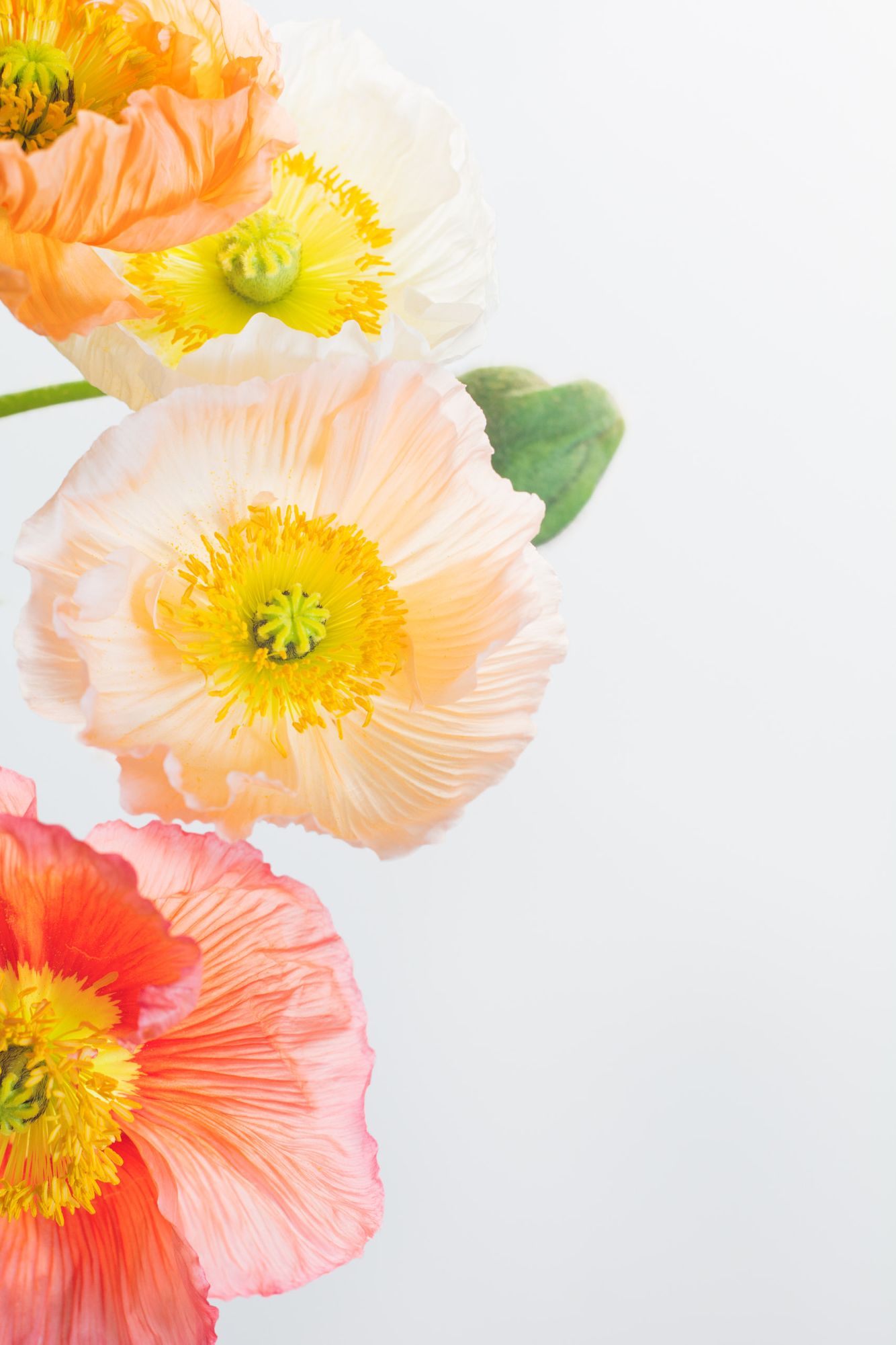 Colorful pastel poppy banner background 