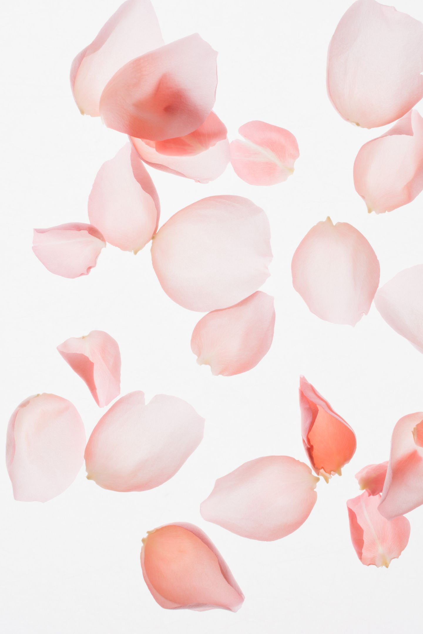 Rose petal floral background