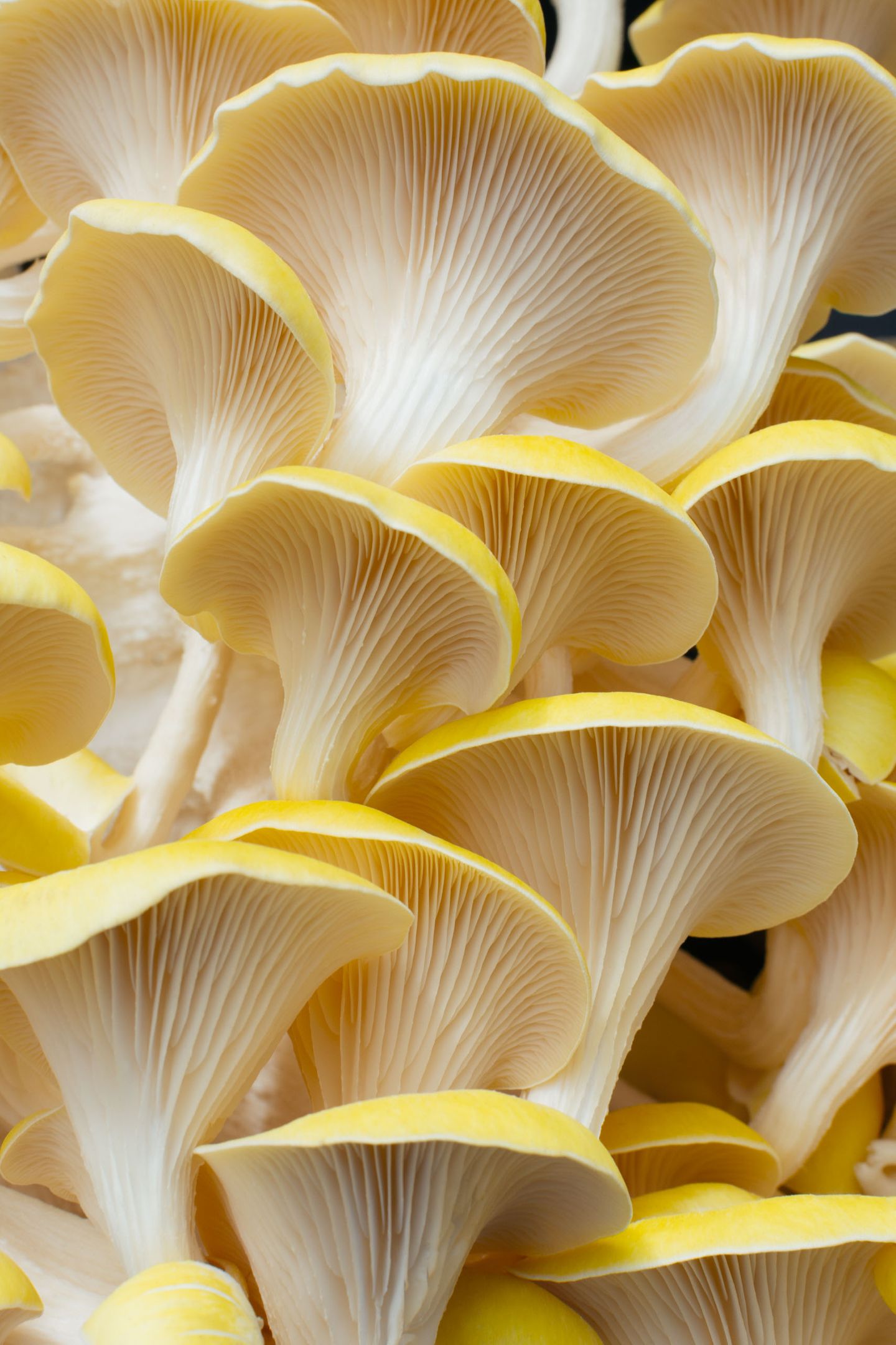 Yellow oyster mushrooms background