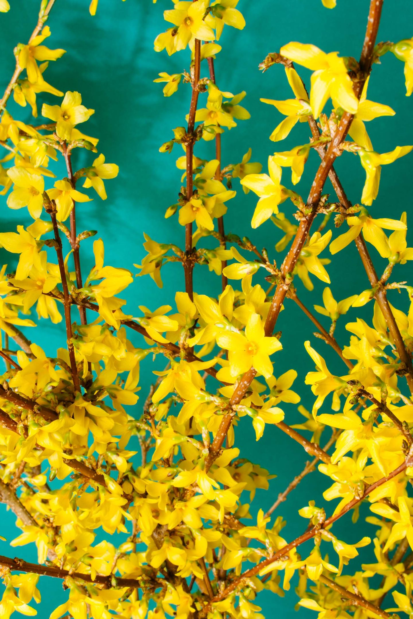 Yellow Forsythia flowers