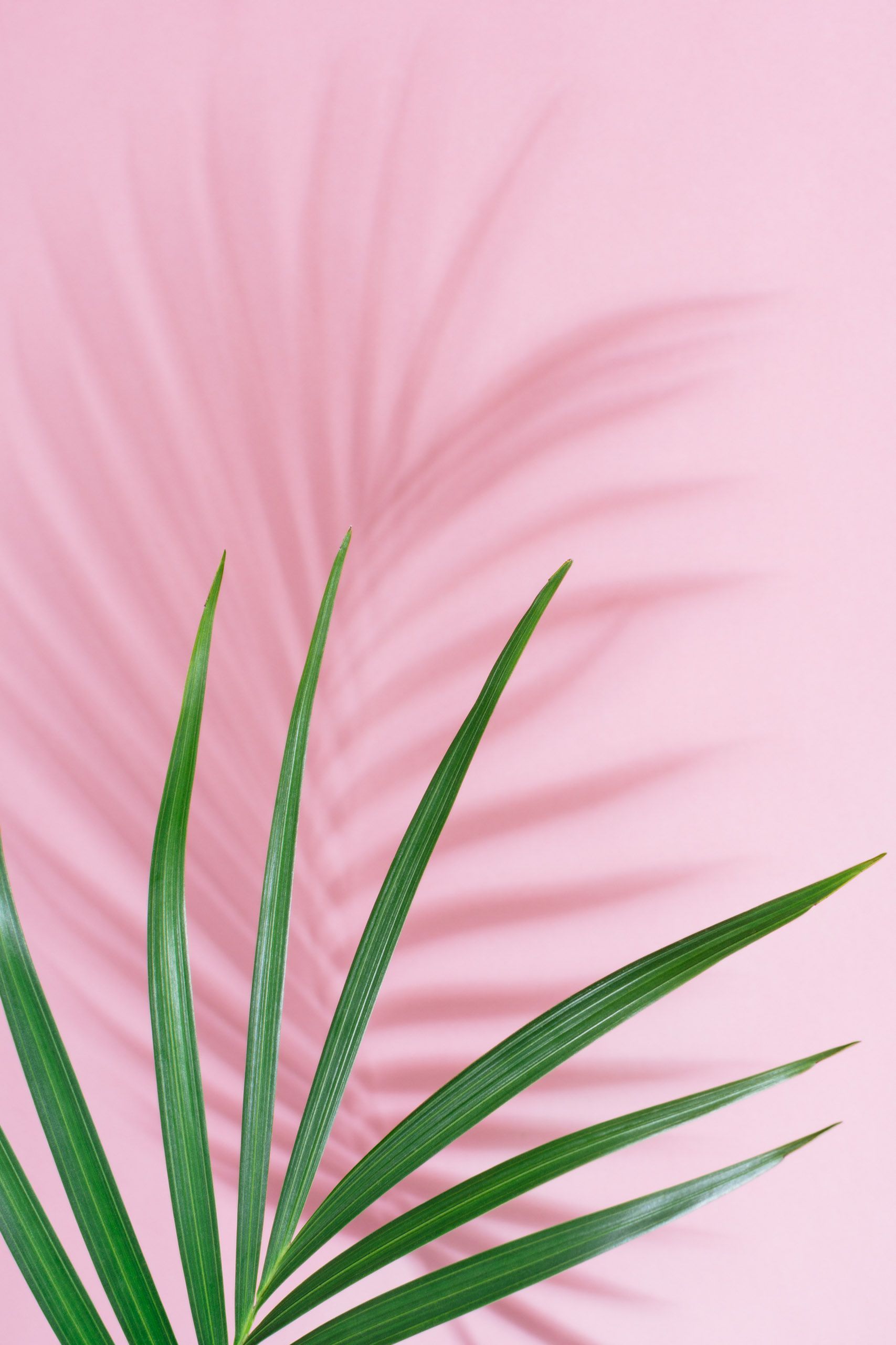 Palm frond  on pink background