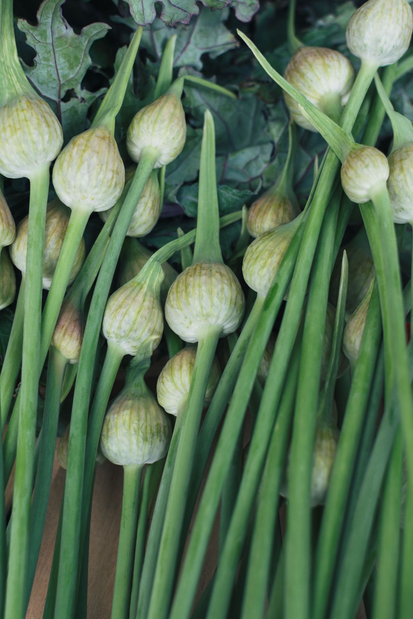 Fresh green garlic scapes still life