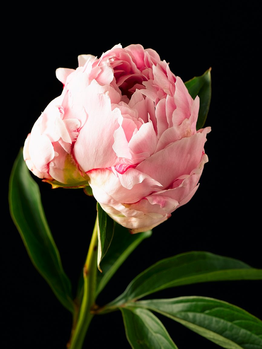 Personal project, peonies 