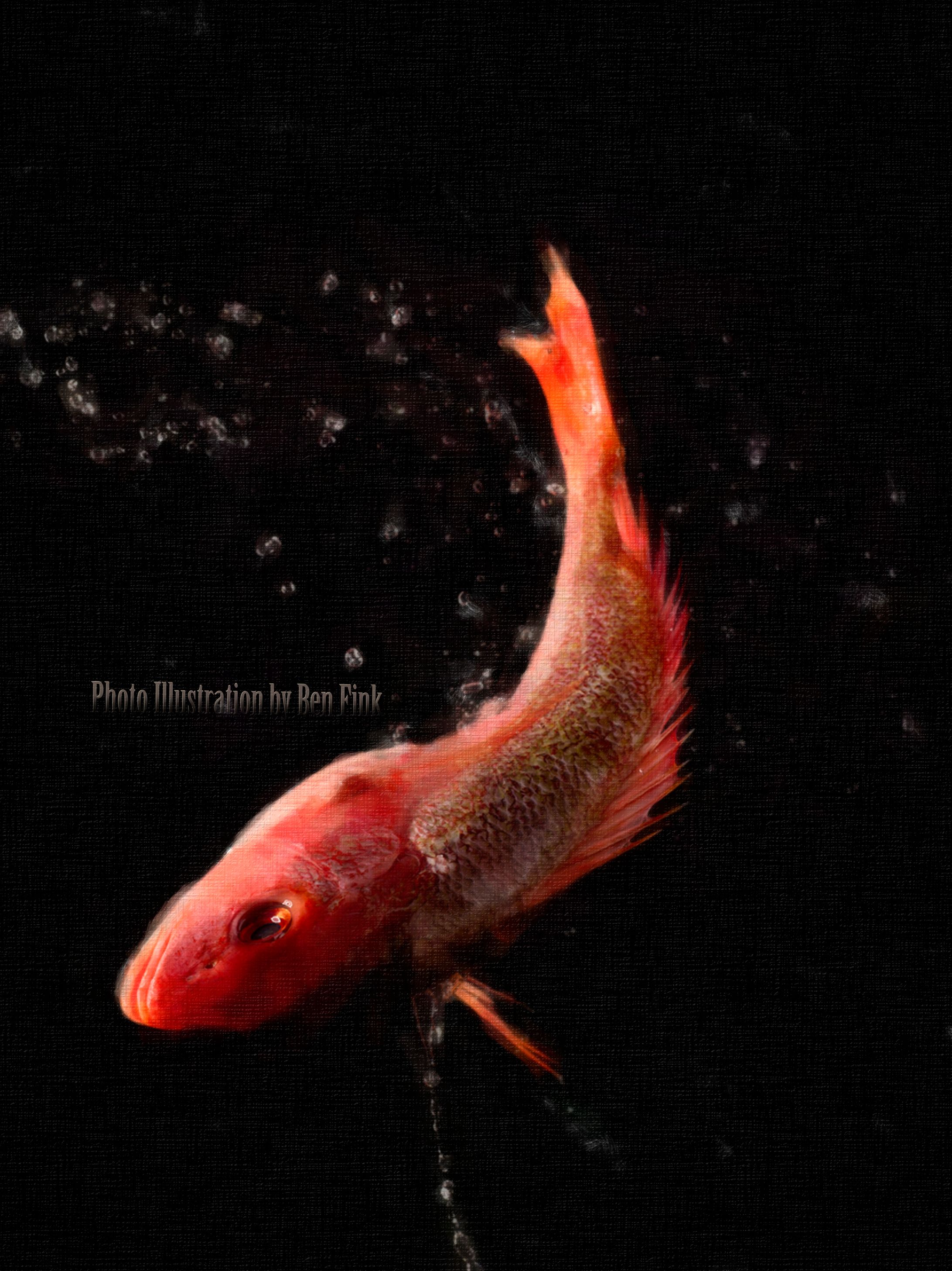 What project for the culinary Institute of America,