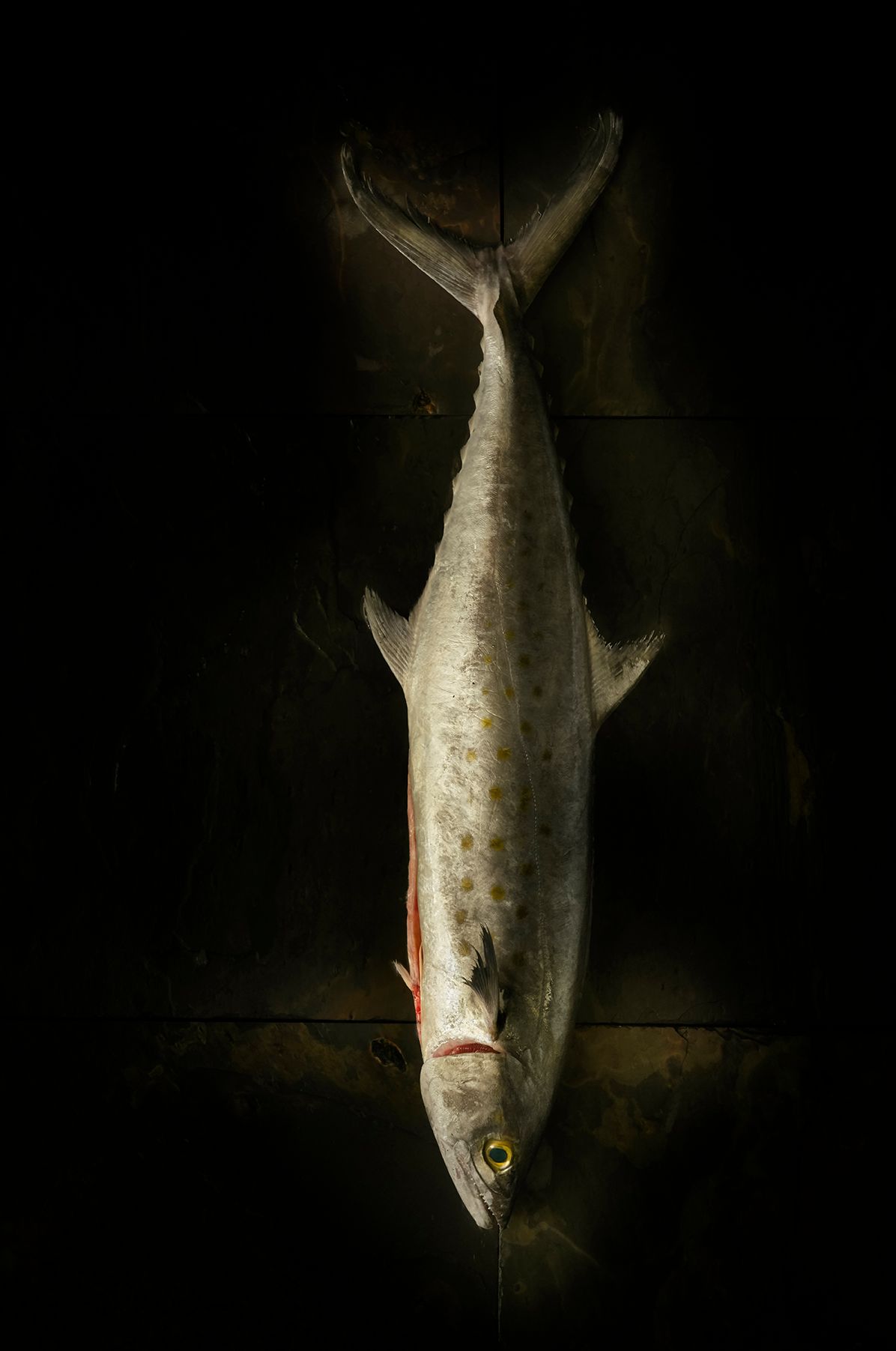 "Fish" personal project still life