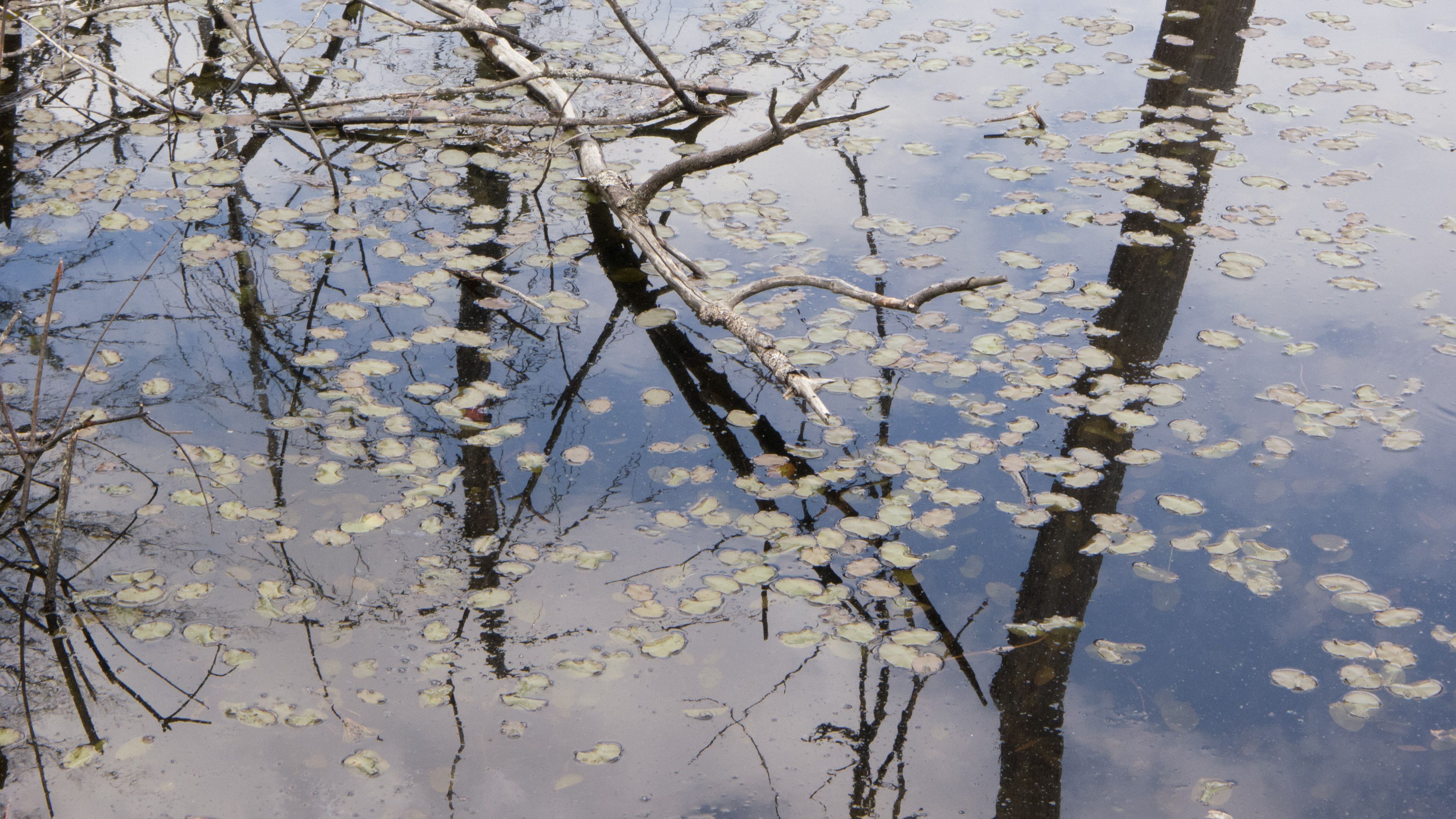 Spring Reflections
