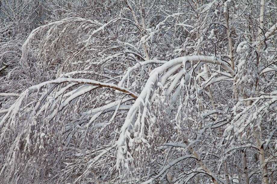 White Birches bending from the weight of new snow in Acadia National Park.