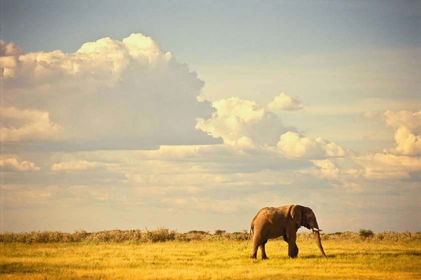 Etosha N.P., Namibia