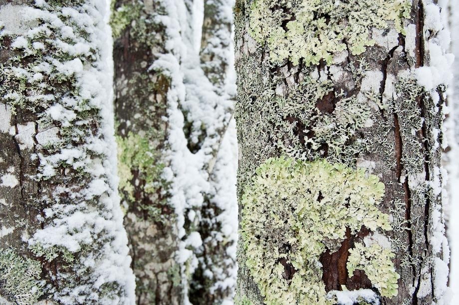 Snow on lichen covered maples in Acadia National Park.