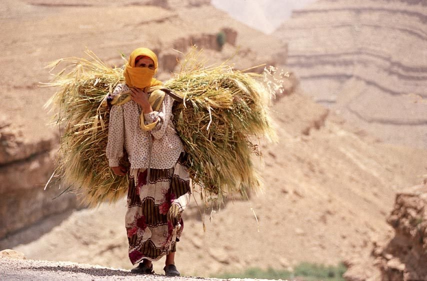Wheat Woman in the High Atlas Mt's of Morocco