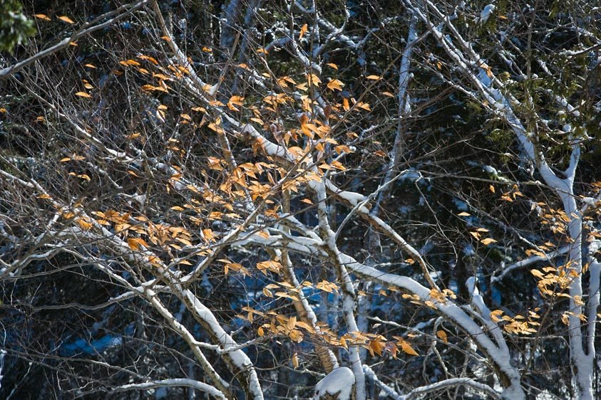 Beech leaves in winter, Acadia N.P.