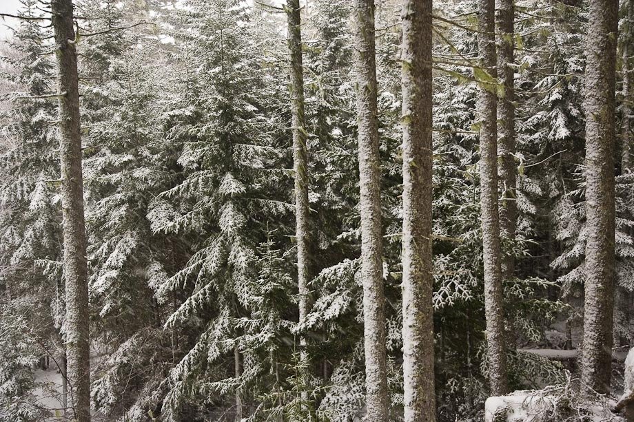 Snow covered trees in Acadia National Park during a winter storm.For the past five years I have been photographing Acadia National Park in the Winter; during and after a large storm.