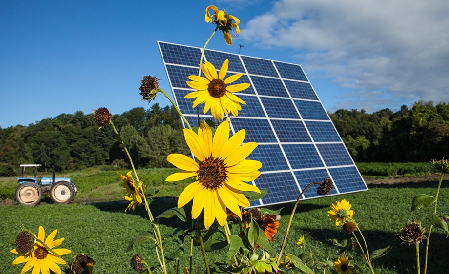 Sunflowers & Solar Panels in Vermont