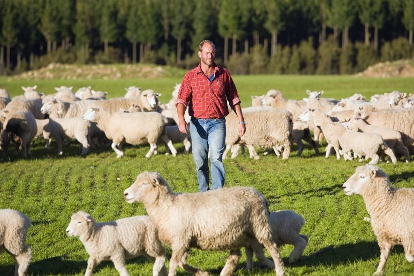 Sheep Station Manager, New Zealand