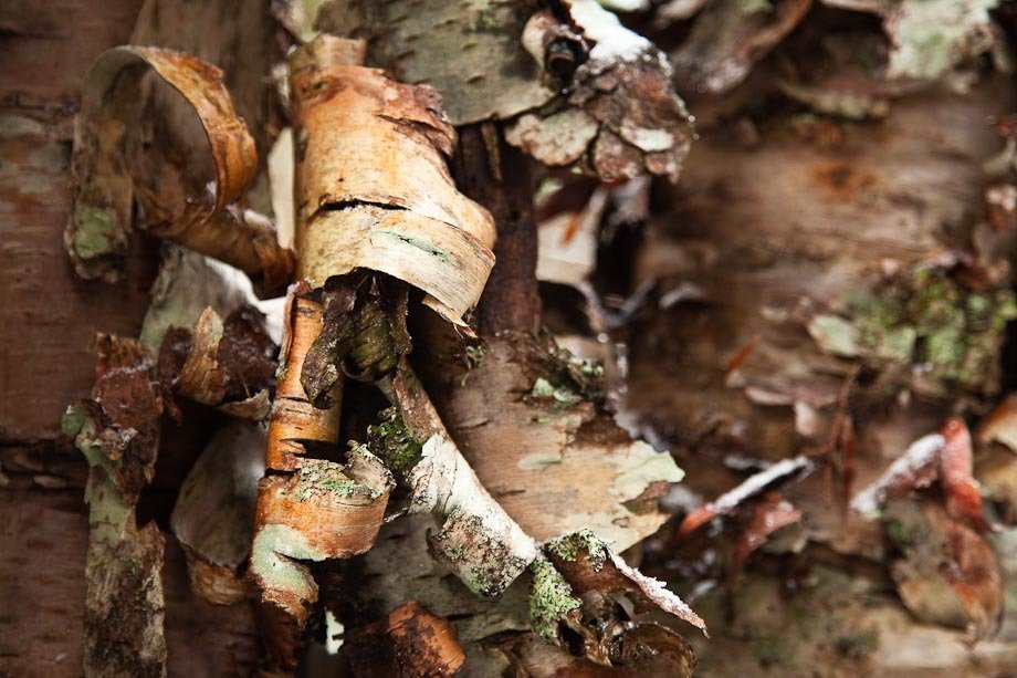 Birch bark on trees in the winter in Acadia National Park.