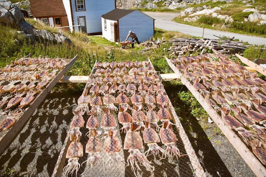Squid drying on racks.