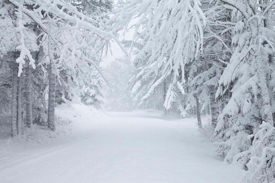 A carriage road in Acadia National Park, during a Winter Storm in Acadia National Park.