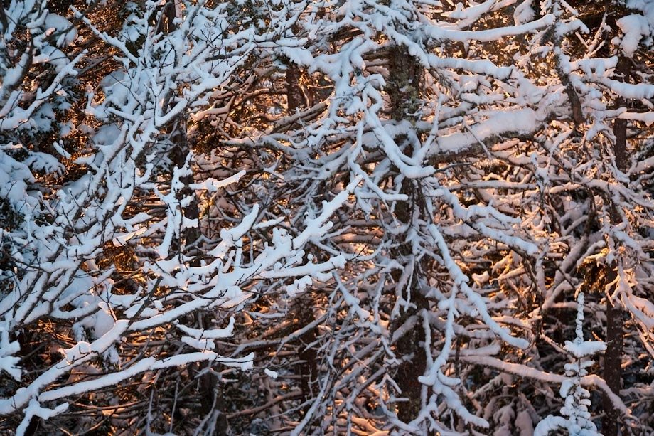 Sunset through snow covered branches on Flying Mt.in Acadia National Park.
