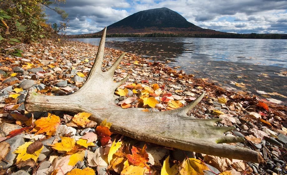 Moose antlers on a remote Maine lake.