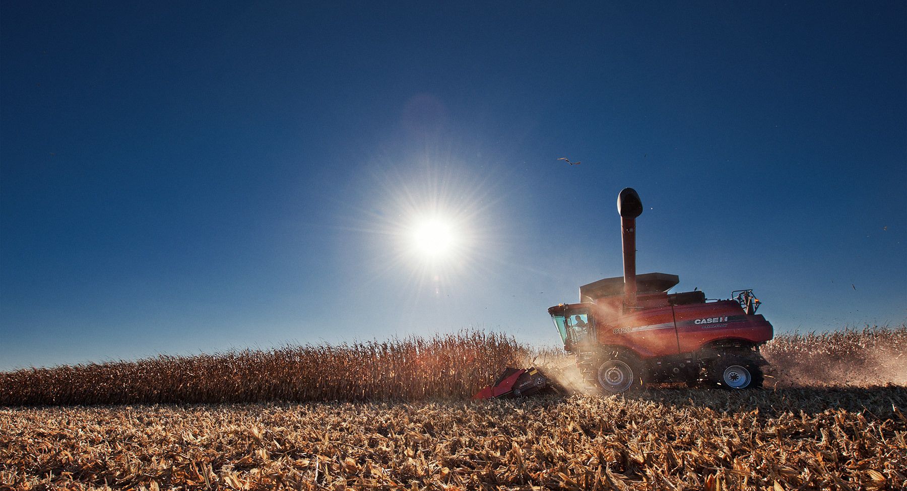 1caseih_8120_corn_1777_18x975