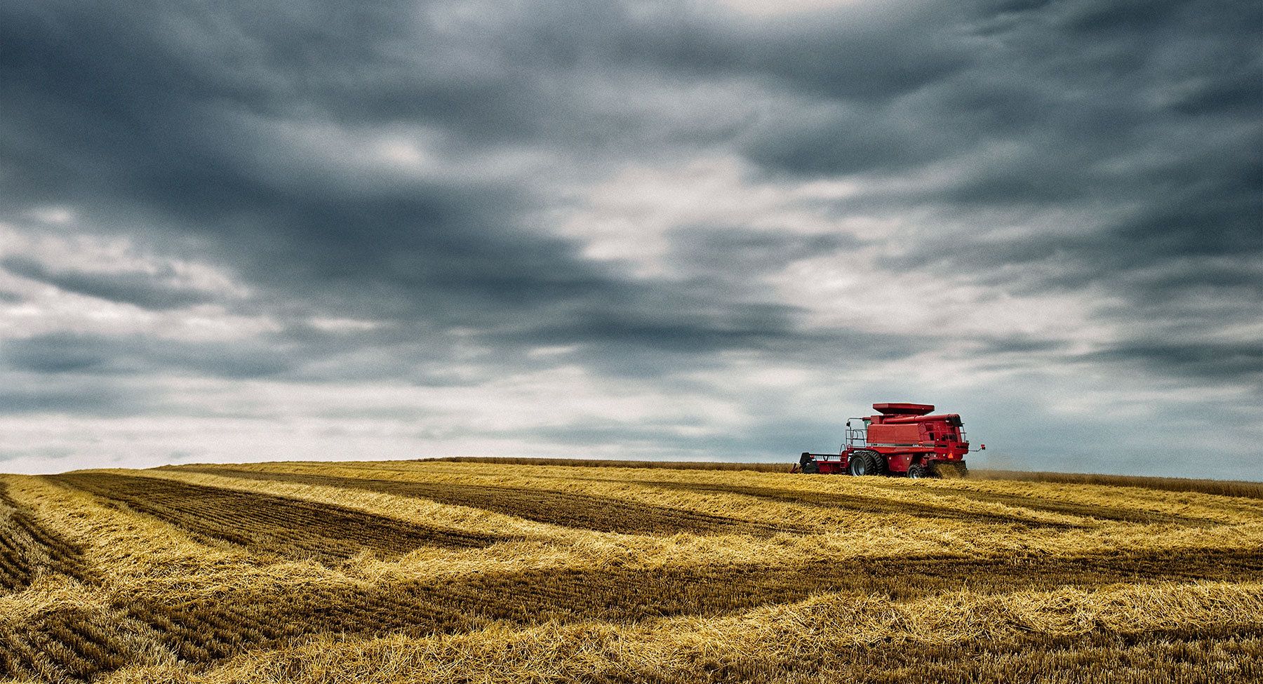 1caseih_2388_wheat_20090714_120a_18x975