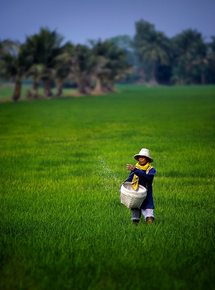 1thai_fertilizer_3