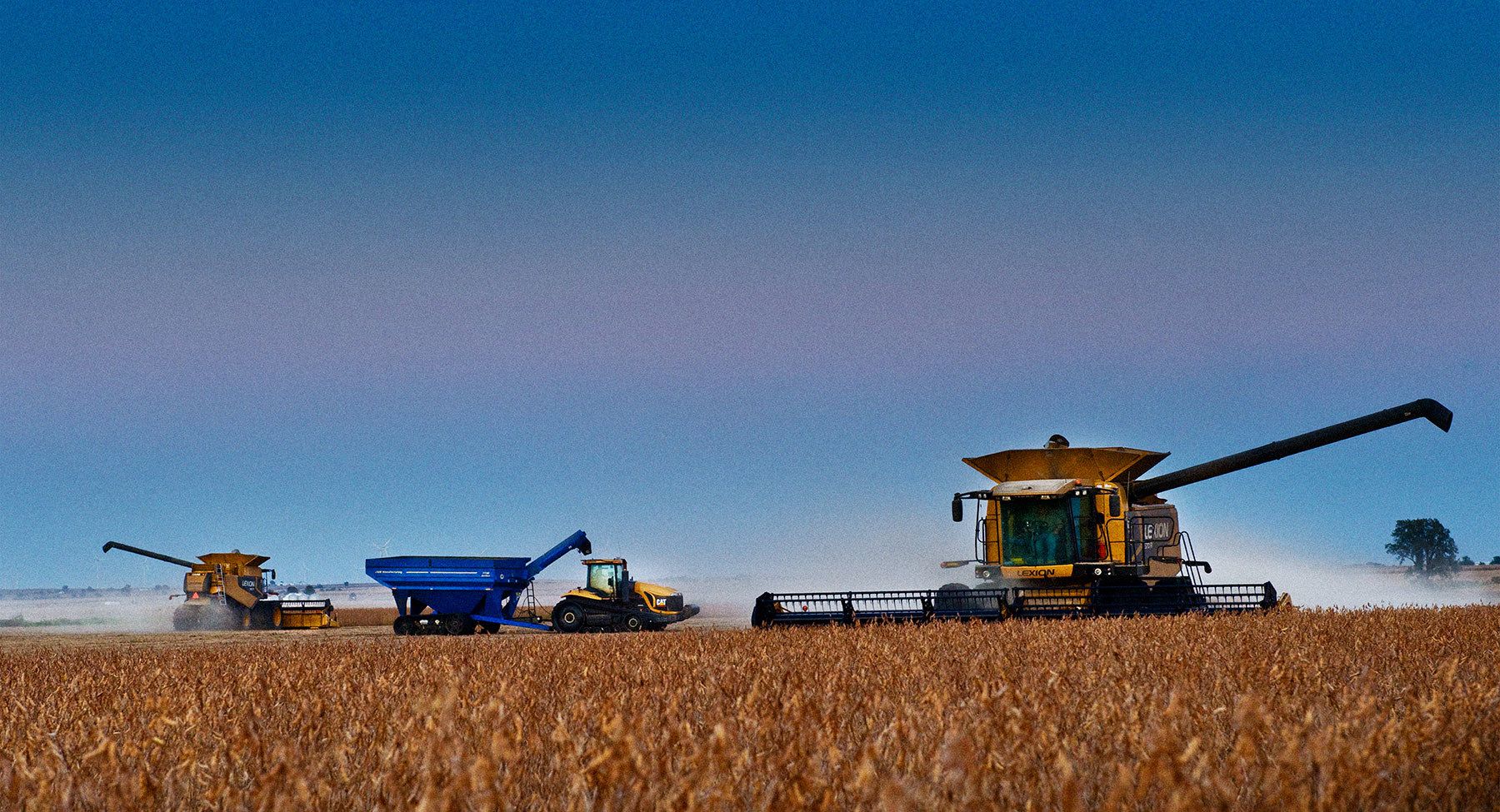 1lexion_beans_2078_18x975