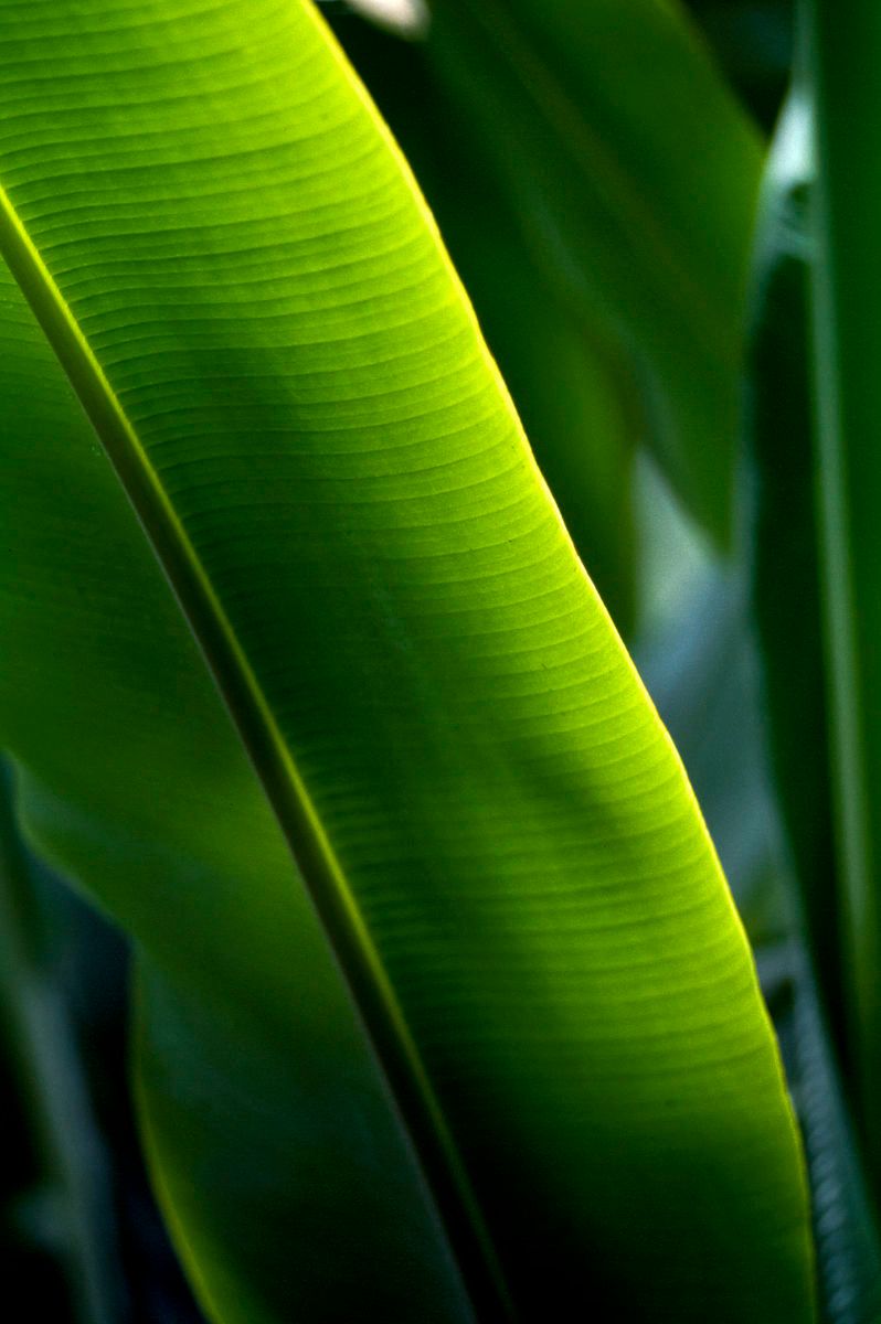 1tropicalleaf.jpg
