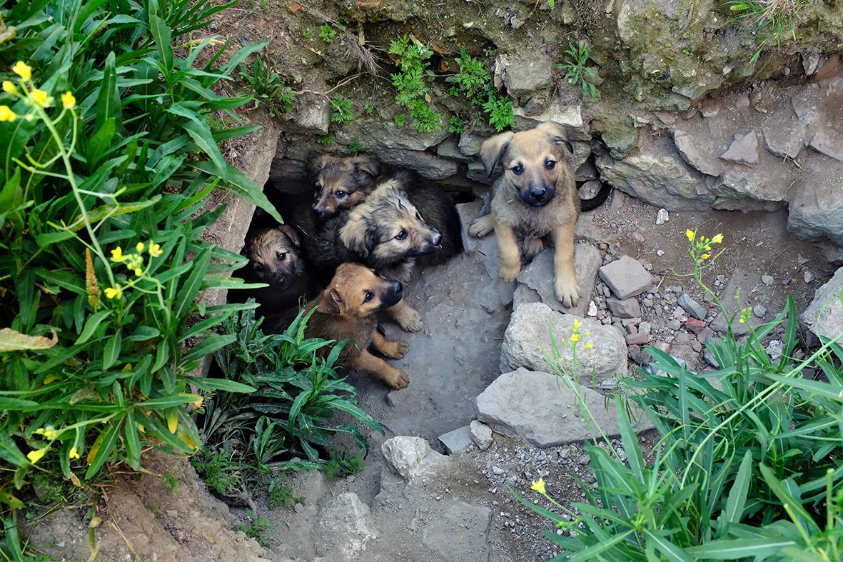 Nature Is a Fight for the Strong DSCF1372.jpg