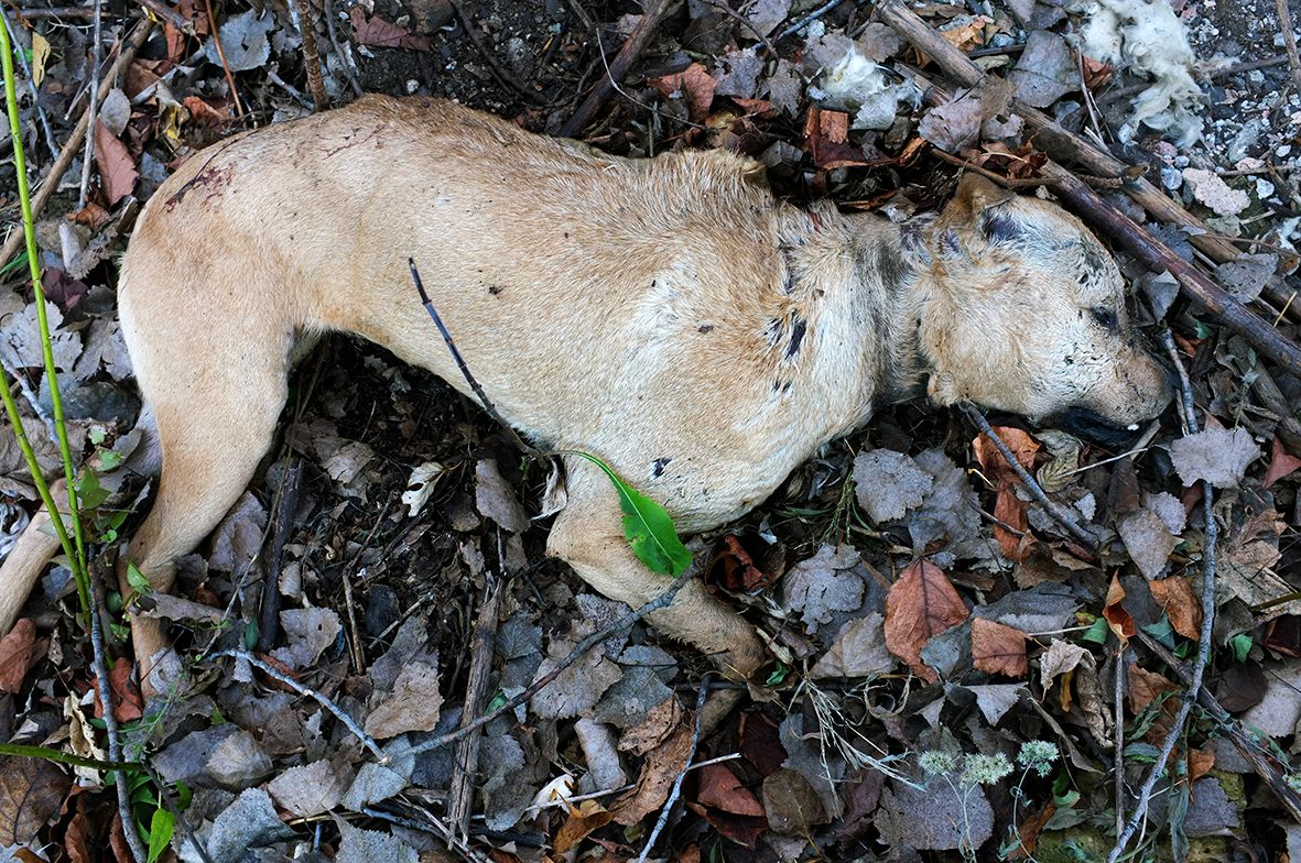 The Dog Is Dead DSCF2231.jpg