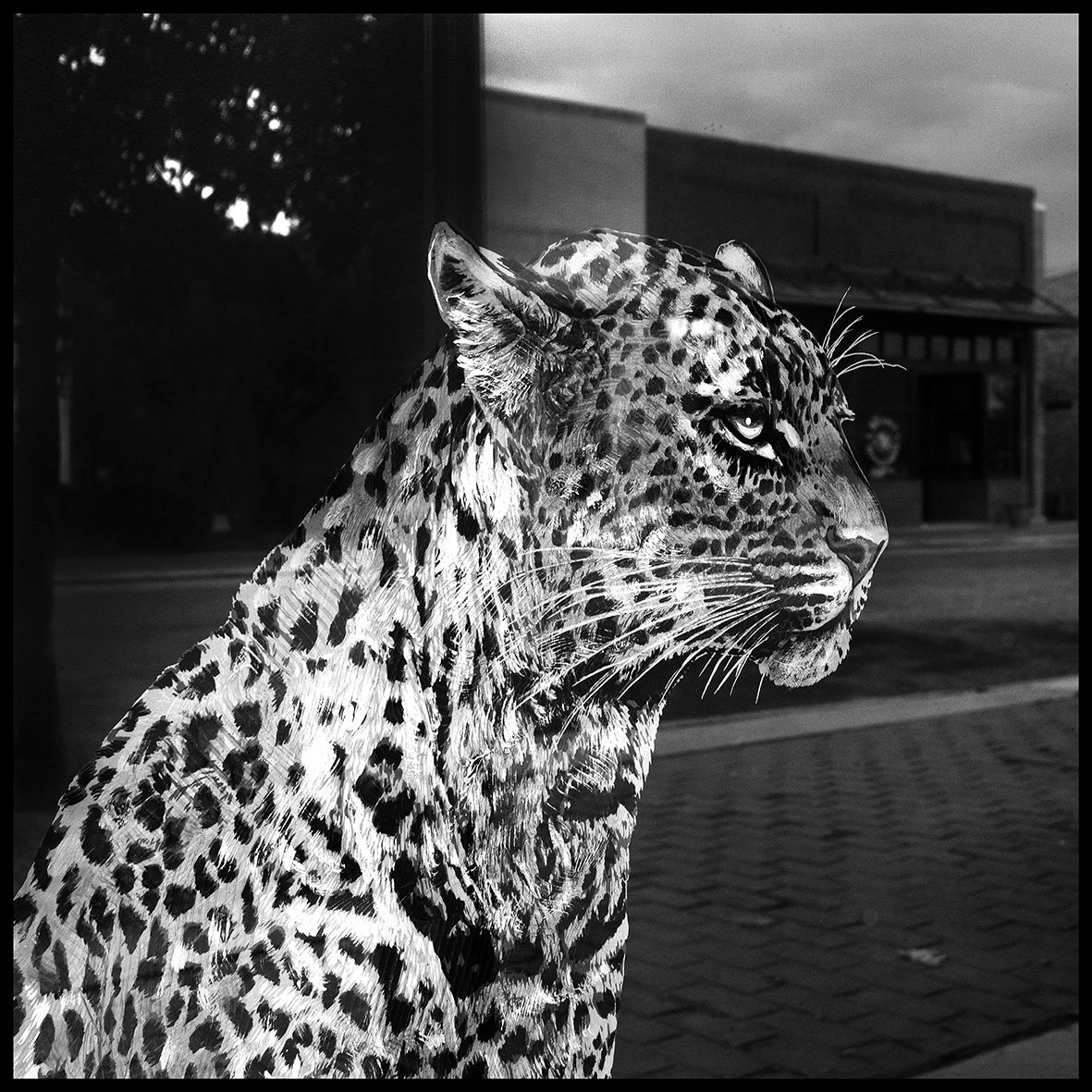 The Leopard DSCF4046.jpg