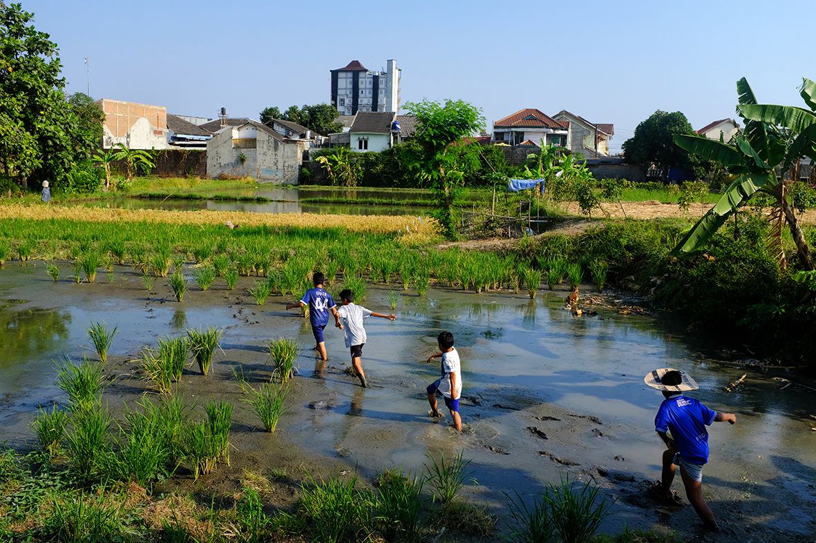 Rice Paddies DSCF8872.jpg