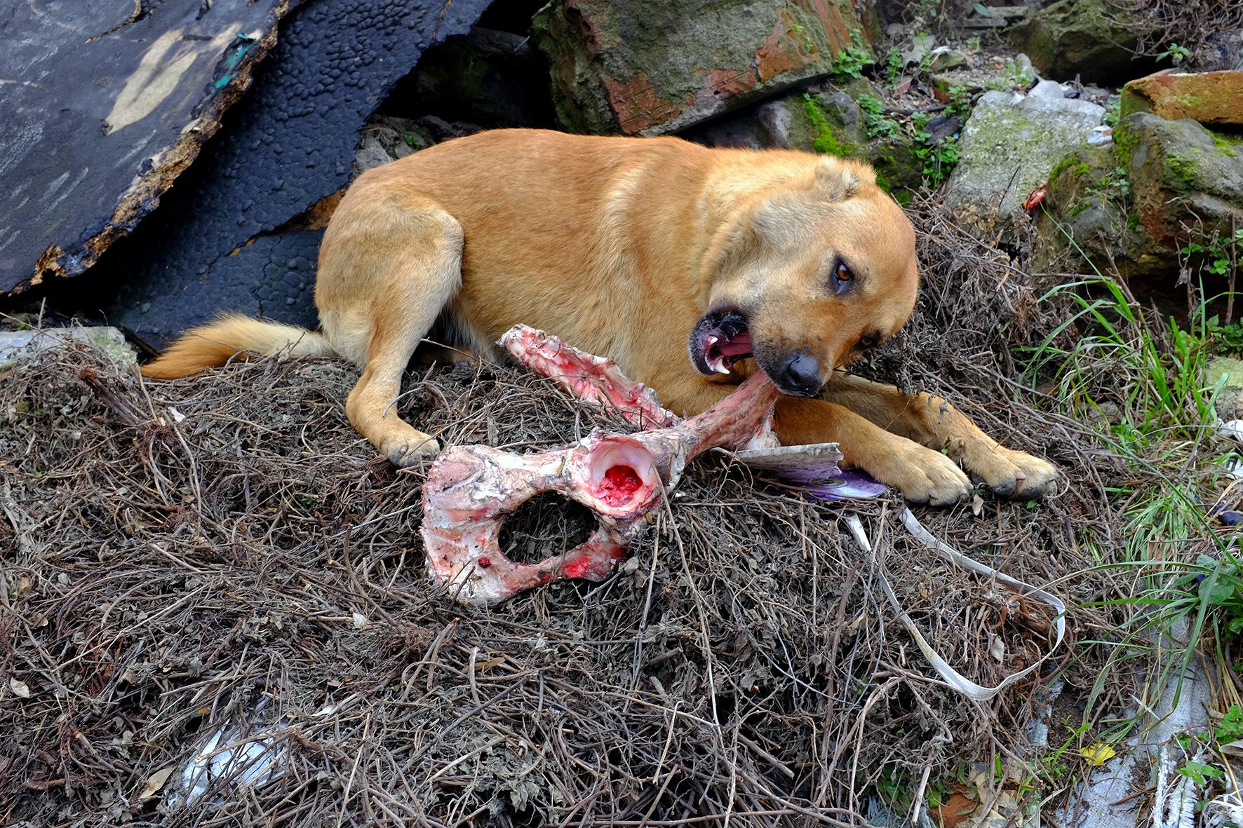 A Big Bone DSCF5489.jpg