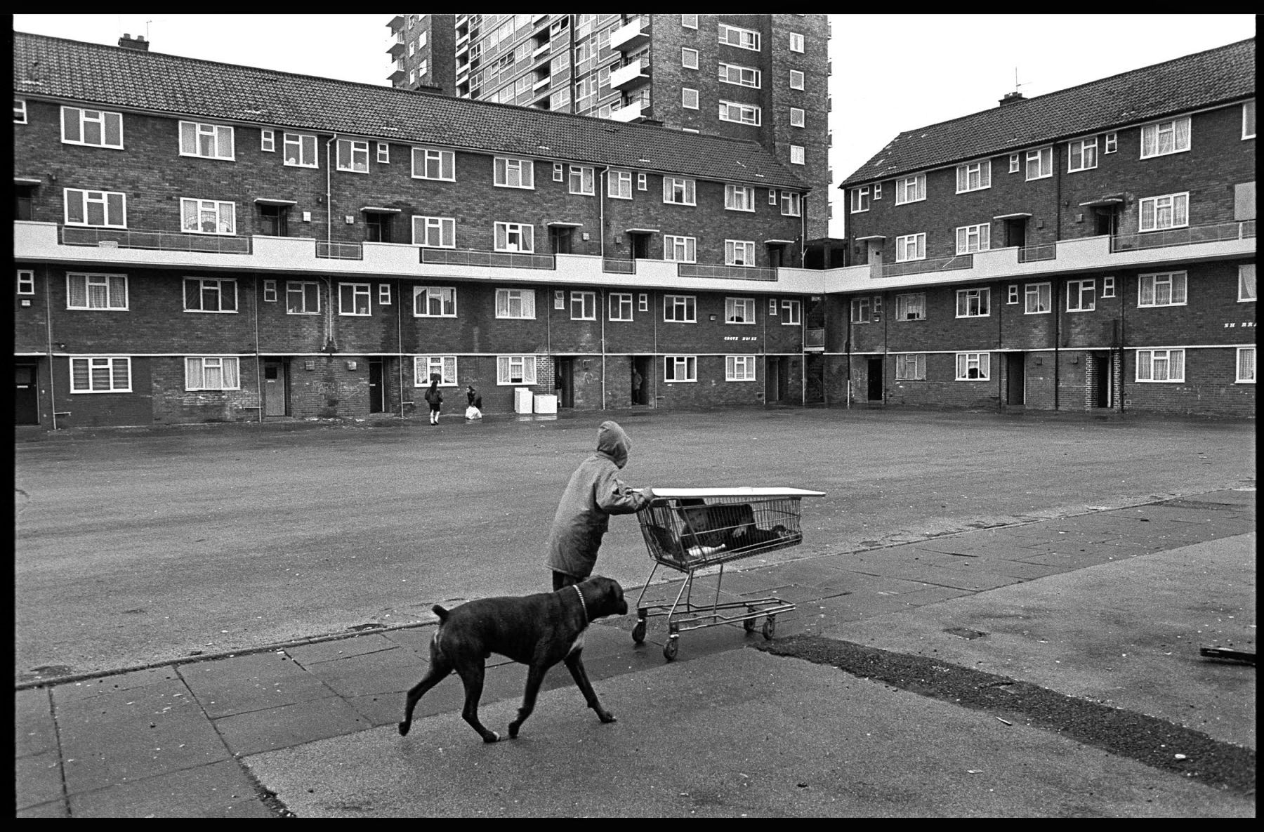 1cart_ride_wiyh_my_dog_