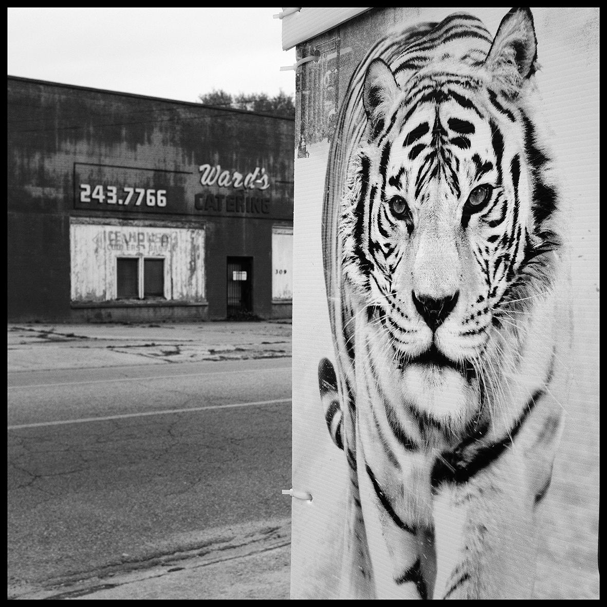 The Mighty Tiger DSCF3169.jpg