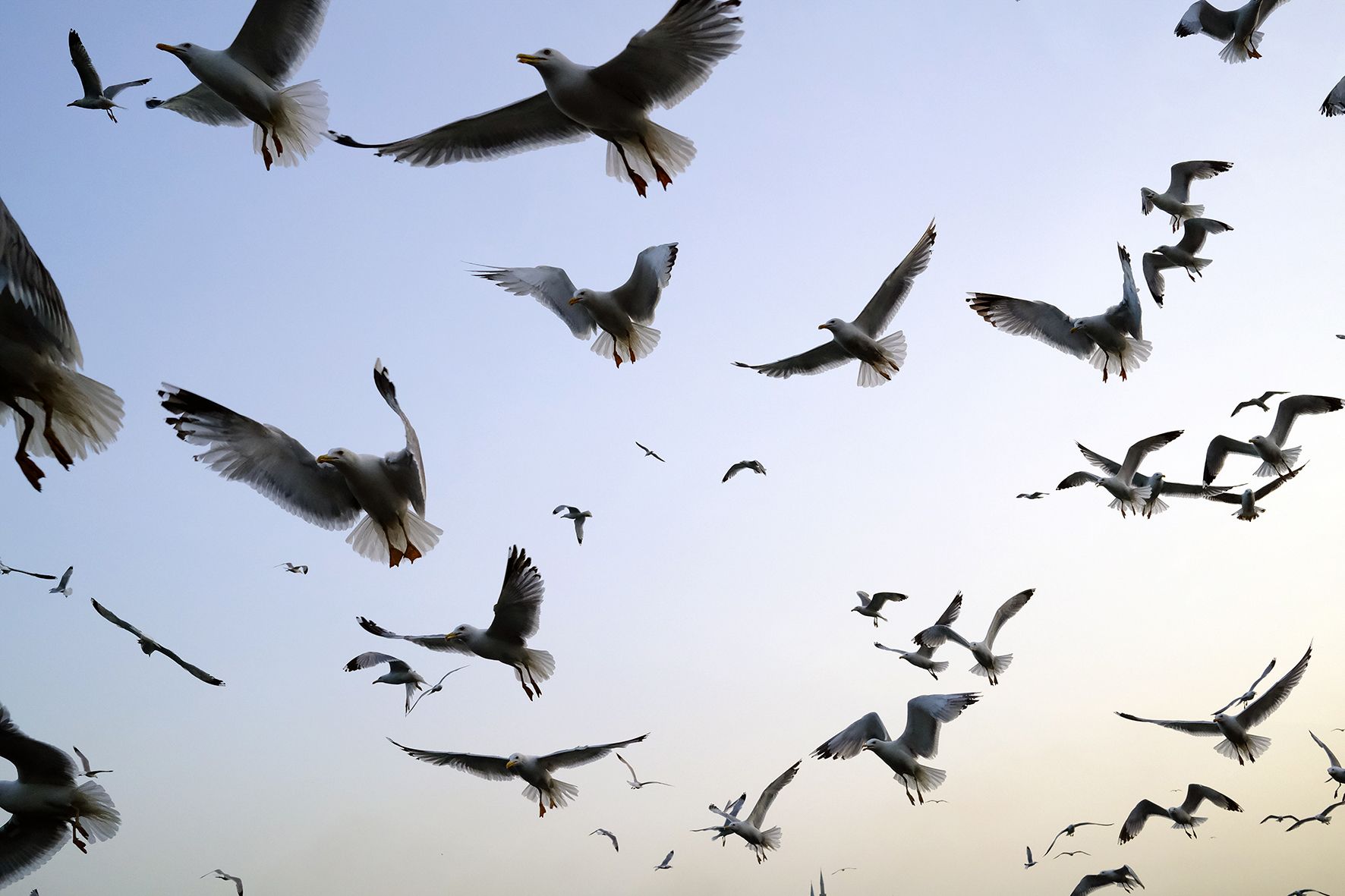 Getting Ready for Landing DSCF2867.jpg