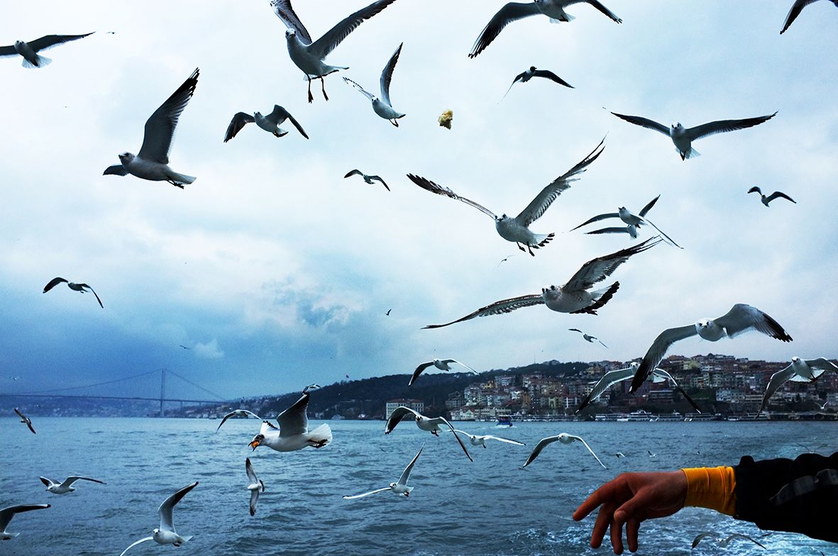 Diving For Bread DSCF7668.jpg