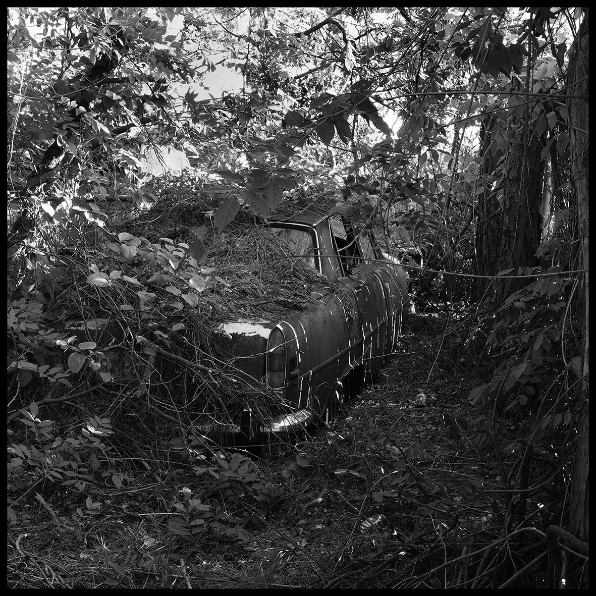 Camouflage DSCF5164.jpg