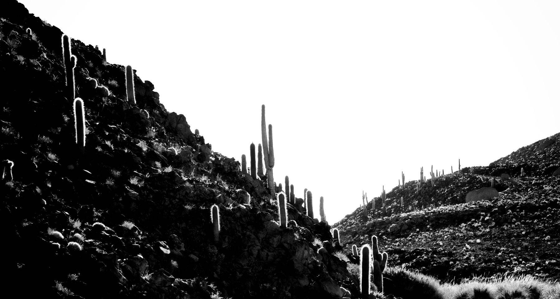 Cactus Forest Atacama Desert, Chile
