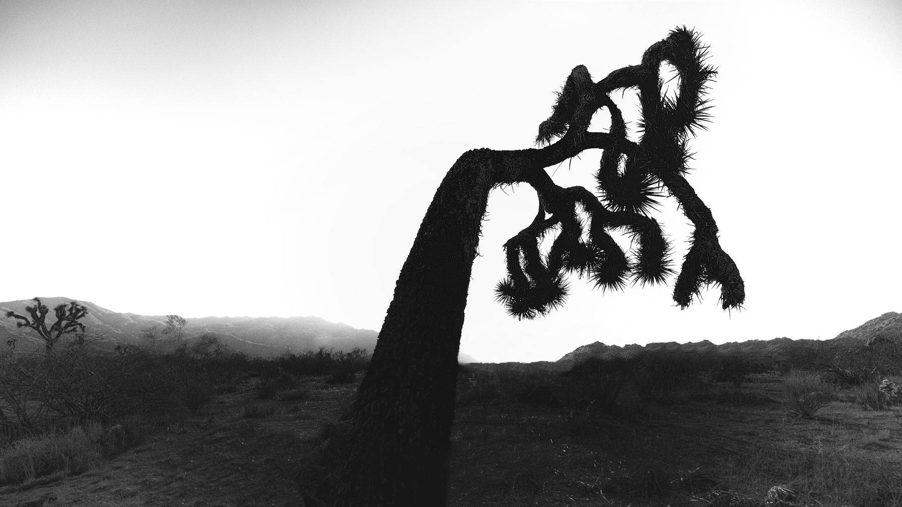Joshua Tree National Park, California USA