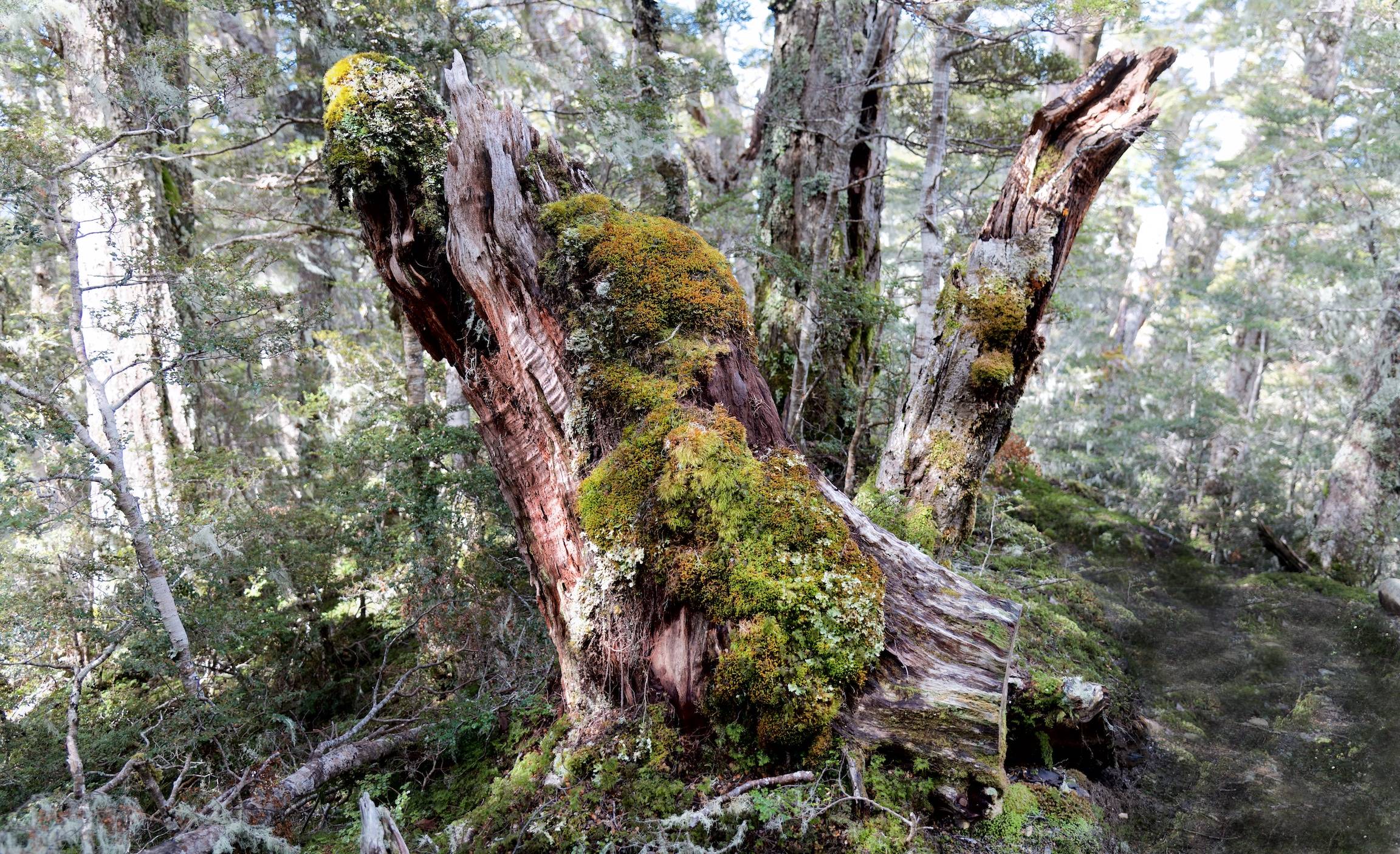 Kepler Track Heli Hike