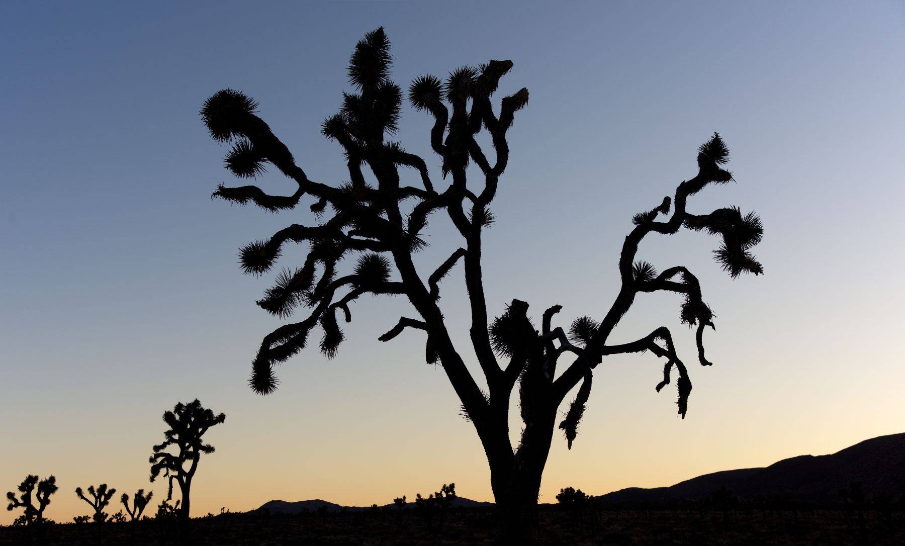 Joshua Tree National Park, California, USA
