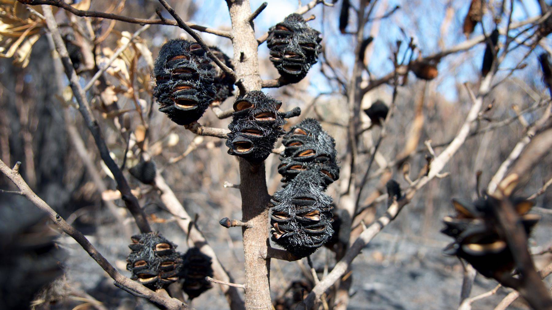 Kangaroo Island, Australia