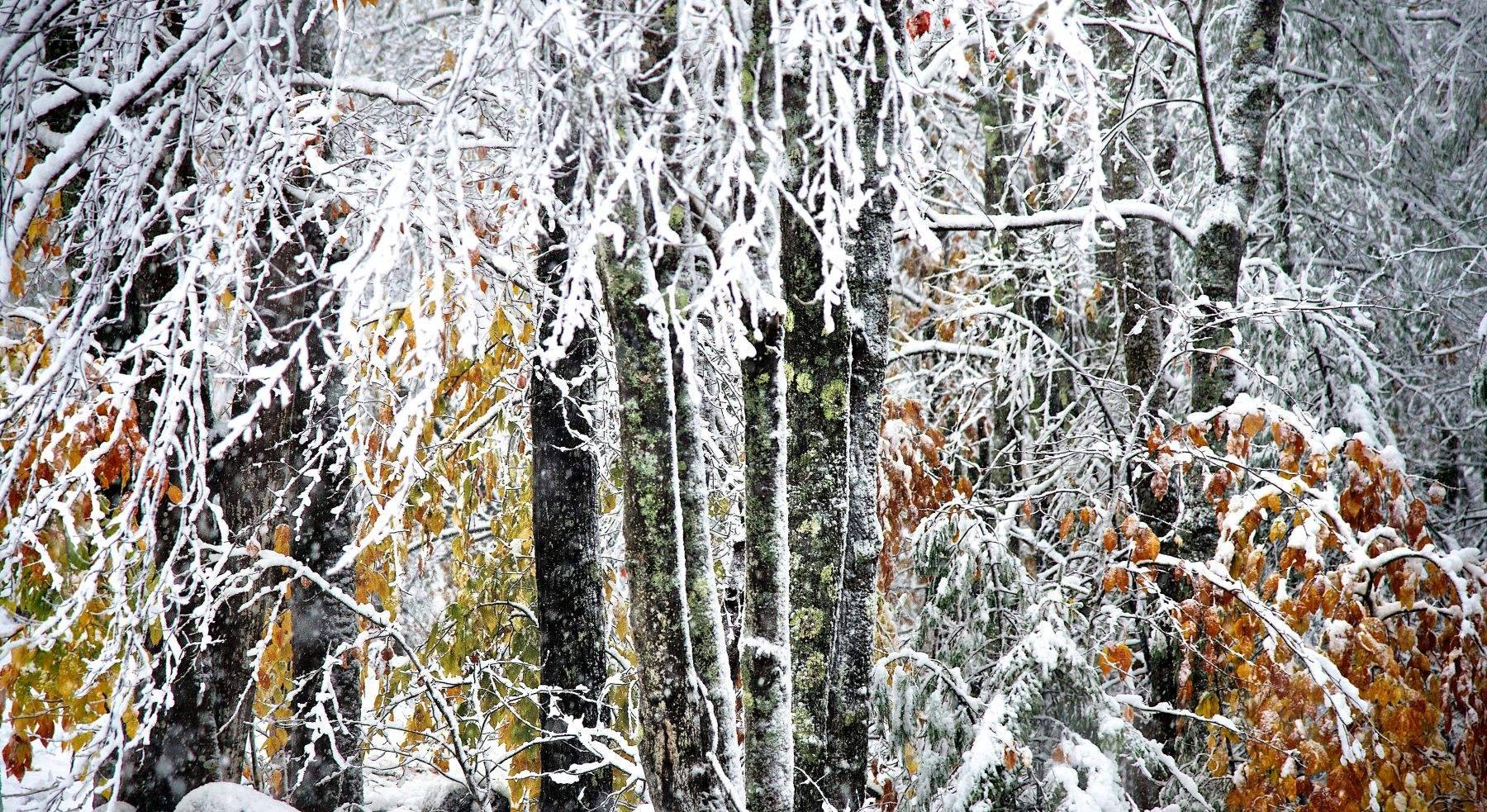 New England fall foliage after a snow storm