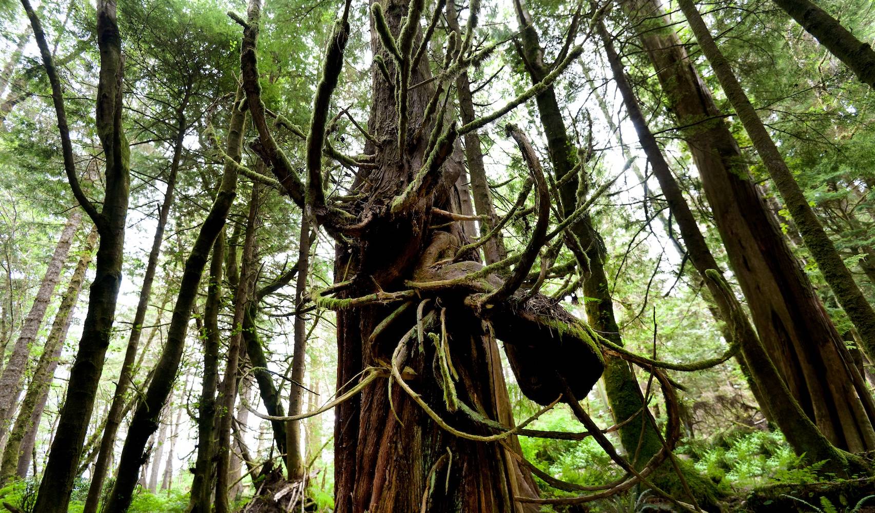 Tofino, Vancouver Island